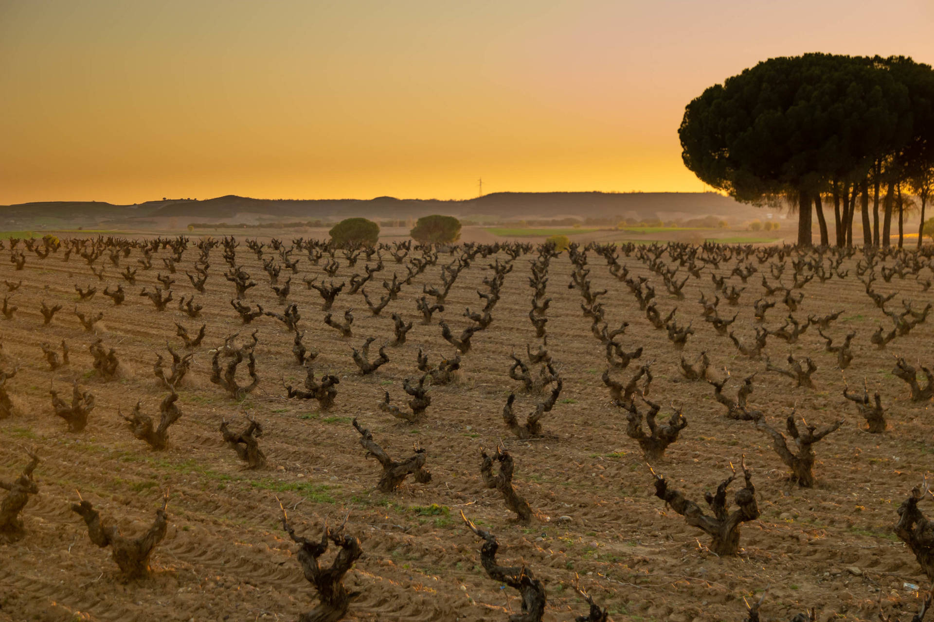 Weinberg im Ribera del Duero Gebiet