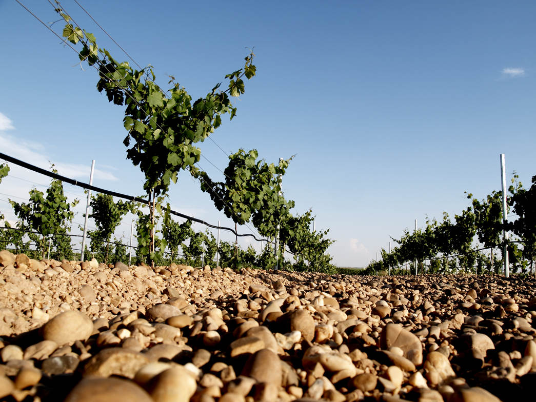 Kieselsteine in einem Weinberg