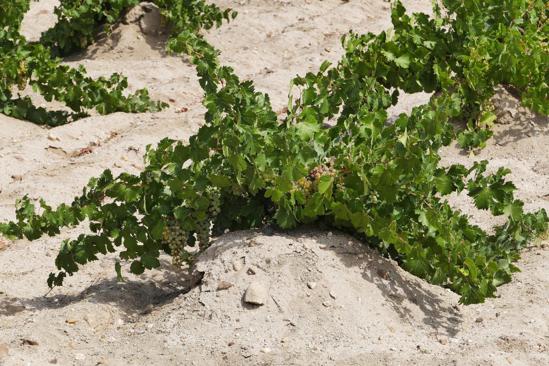 Weinrebe im Sand