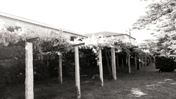 Weinreben in Pergolaerziehung