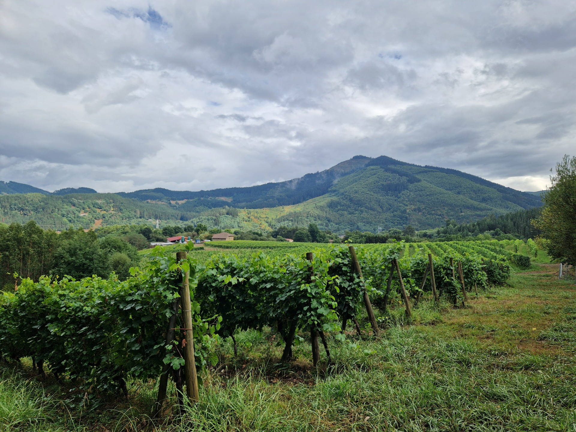 Landschaftsaufnahme mit Weinberg und bewaldetem Hügel