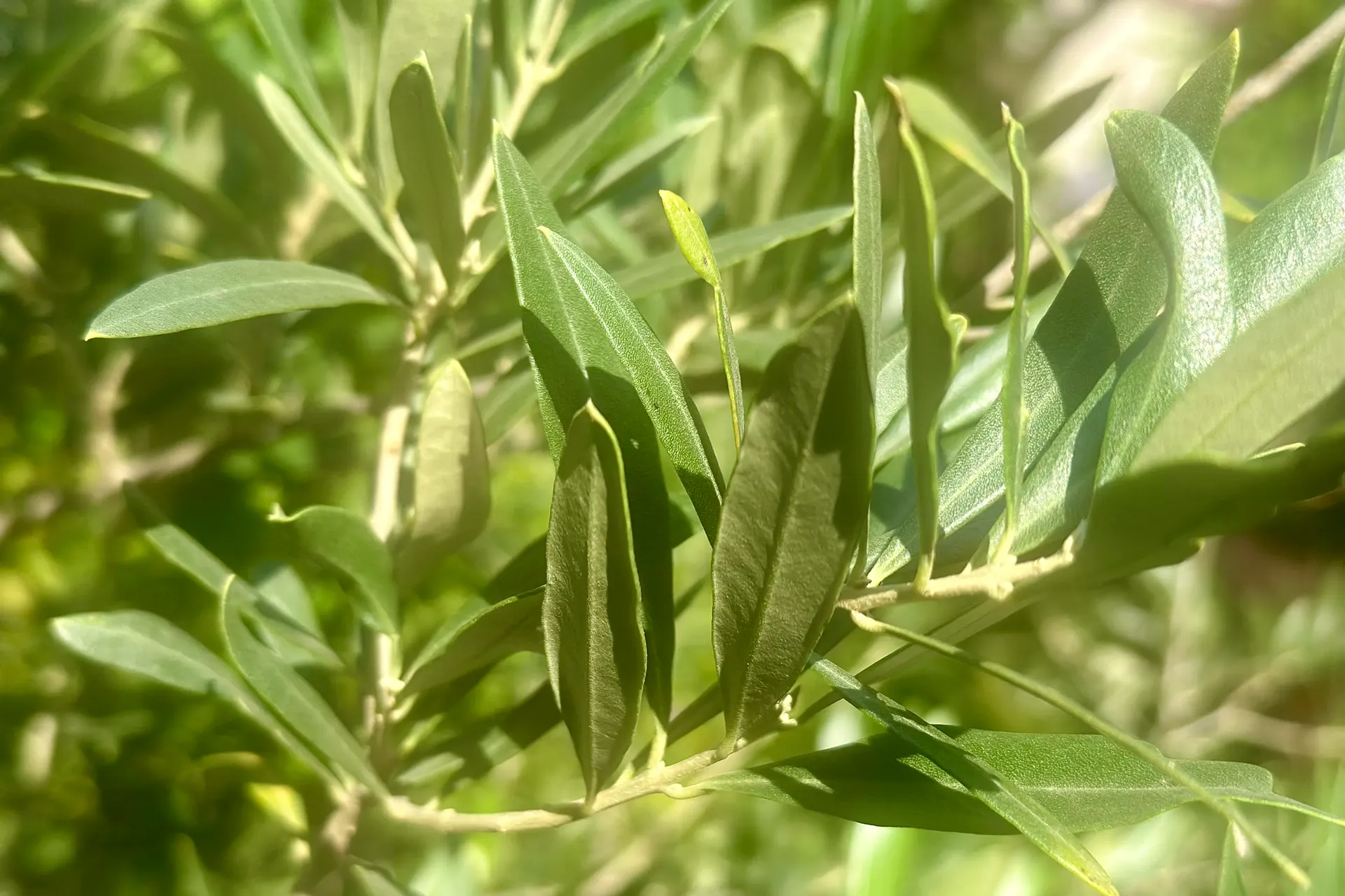 zweige eines Olivenbaumes