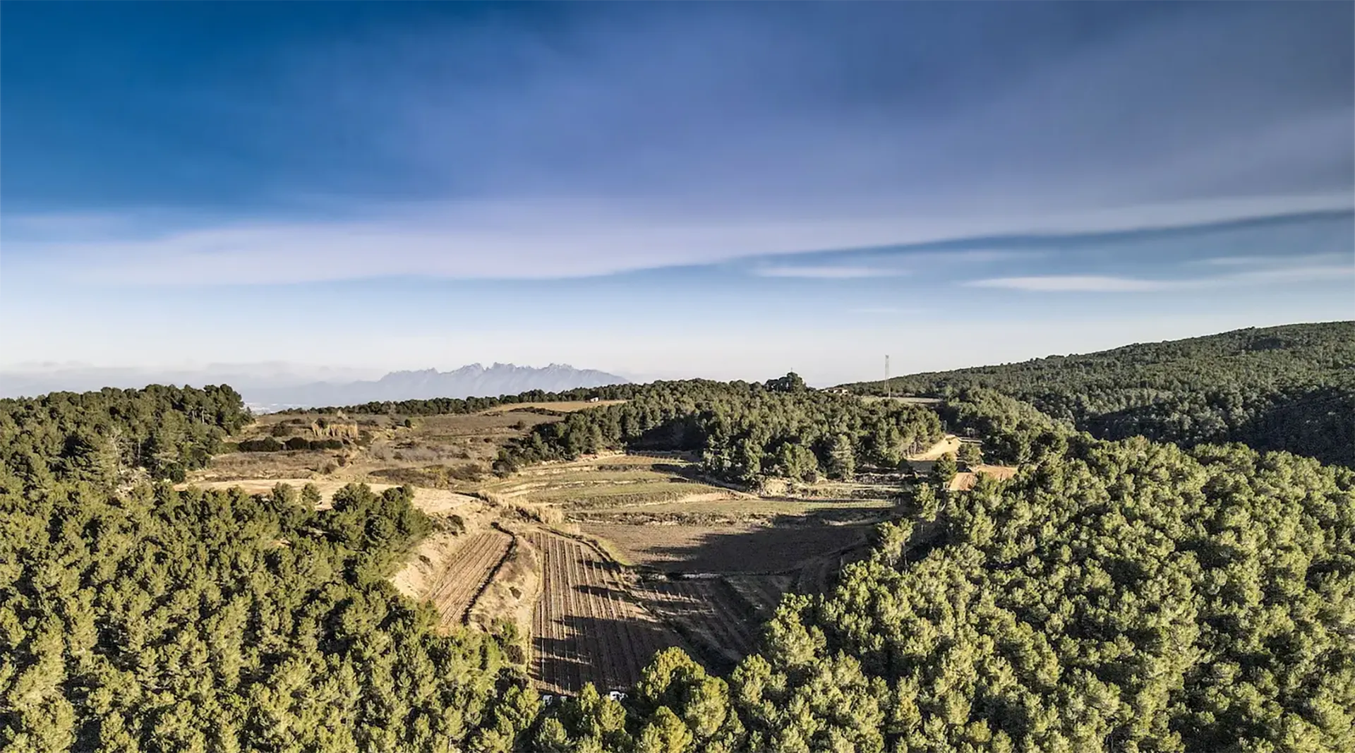 Ein Drohnen build mit einem Blick auf einen Weinberg der von Wald umrandet ist