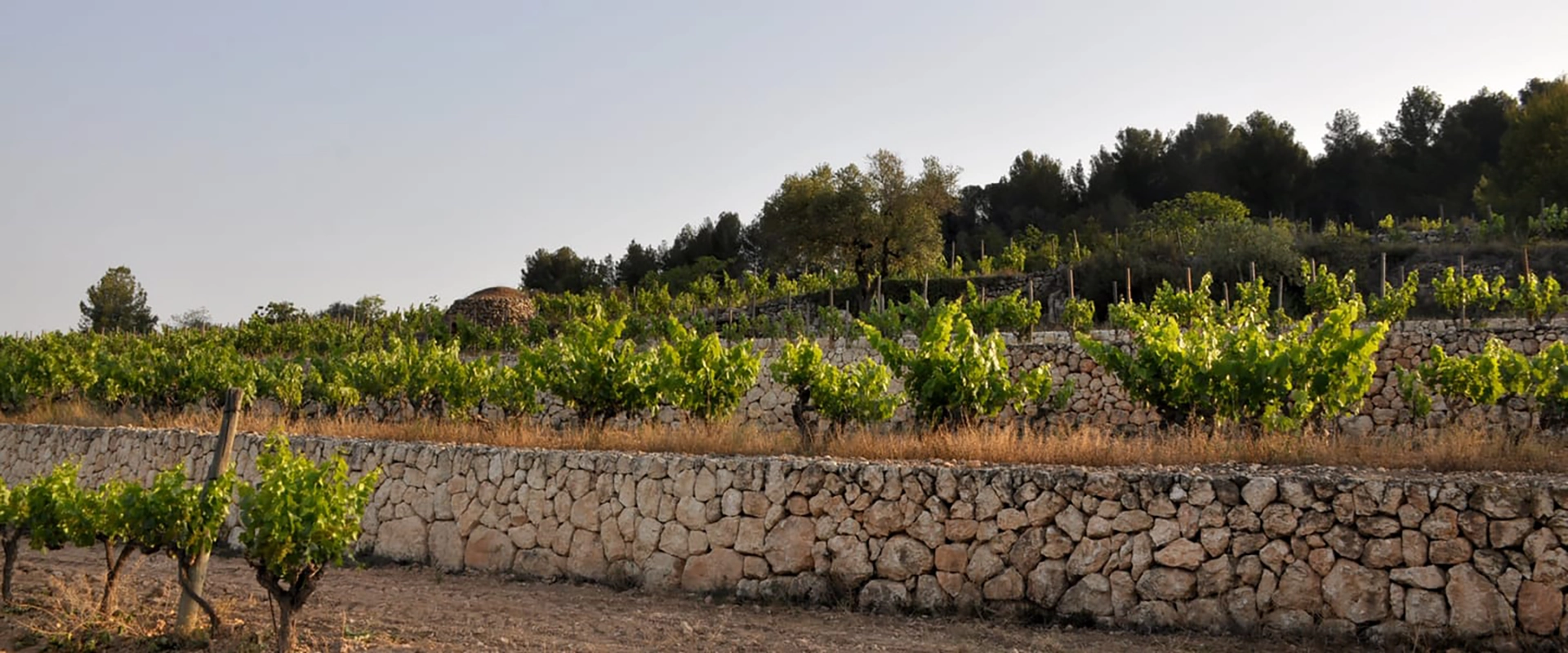 Ein Weinberg mit alten Weinbergen und einer Trockensteinmauer