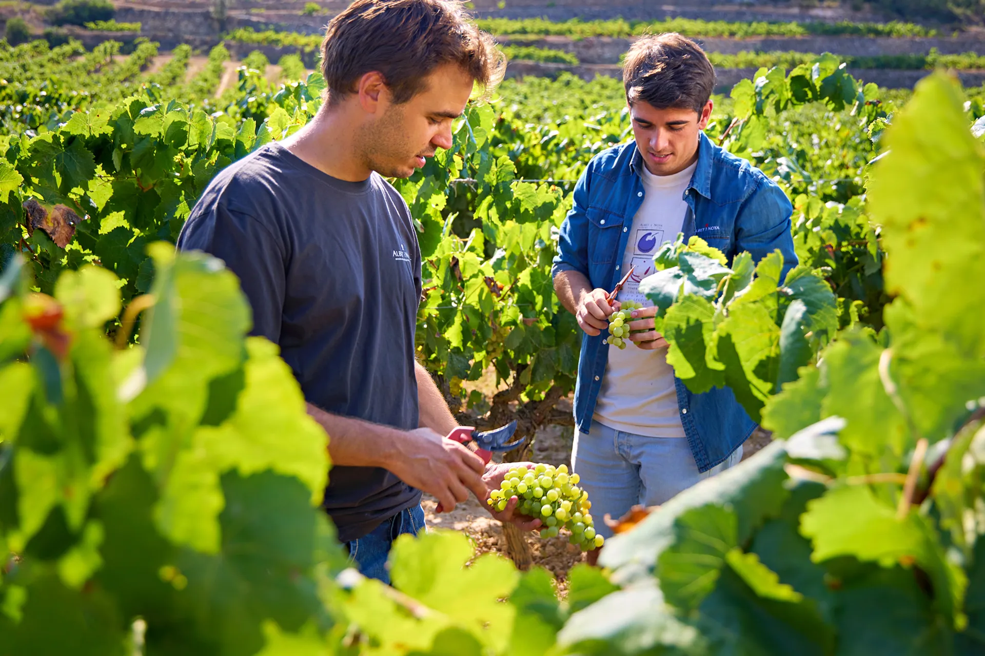 Zwei junge Männer stehen in einem Weinberg und arbeiten manuell also mit der Hand