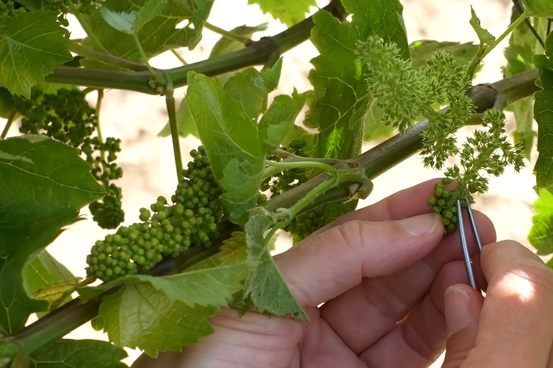 Menschliche Hände die eine Weinreben Blüte manuell bestäuben