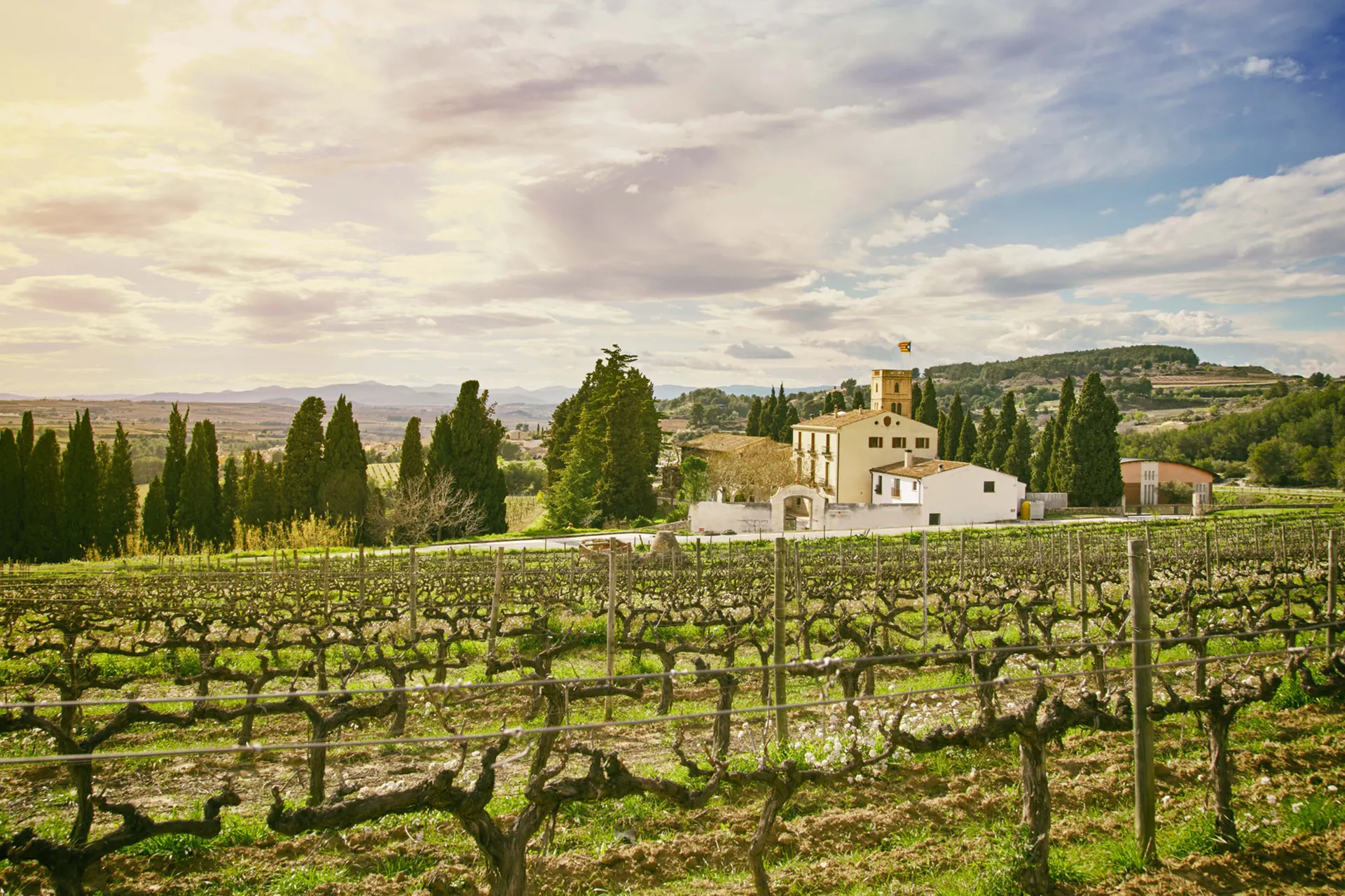 Man sieht ein sehr stimmungsvolles Bild mit einem Weingut mit Sonnenuntergang und den Wein Rebstöcke davor