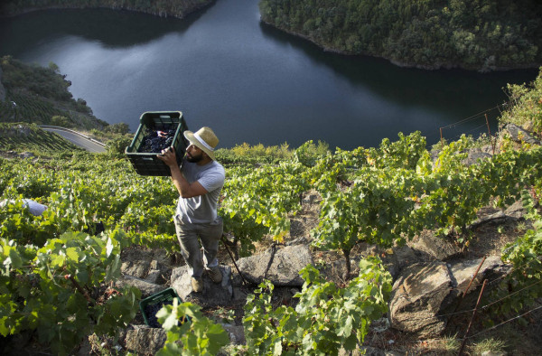 Weinlese in einem steilen Weinberg am Fluss