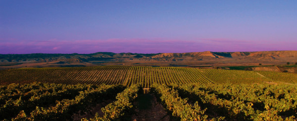 Weinberge von Pompaelo Wines in Navarra.