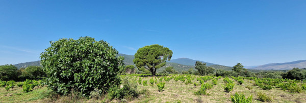 Alter Weinberg von Bernabeleva