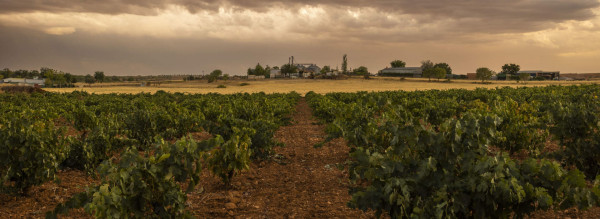 Bodegas Cinco Leguas Madrid Marc Isart Weinberge
