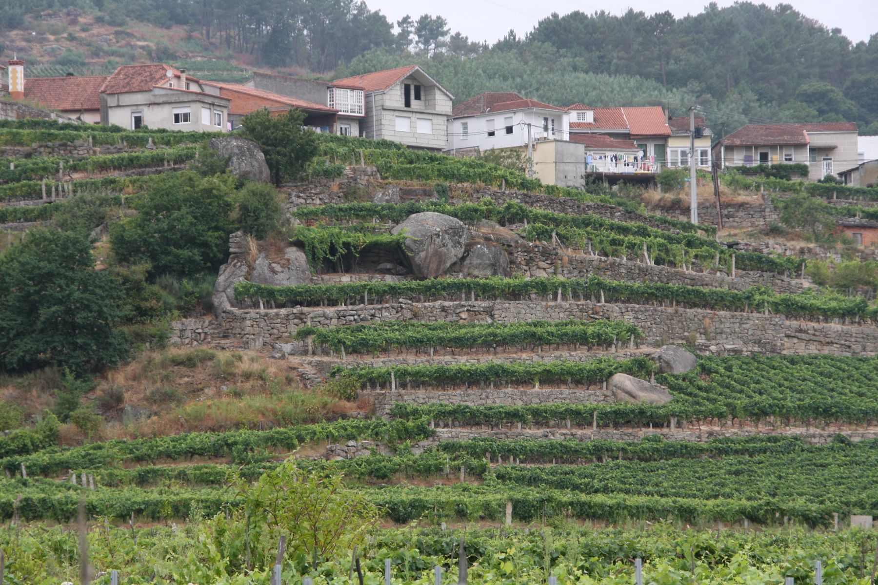 Ribeiro Pazelliert