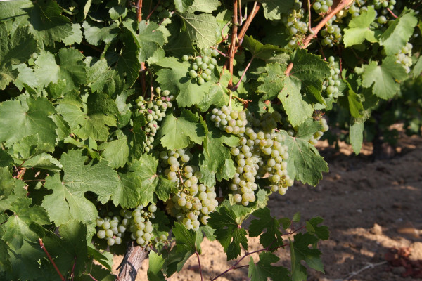 Weiwein-Trauben im Rueda-Gebiet