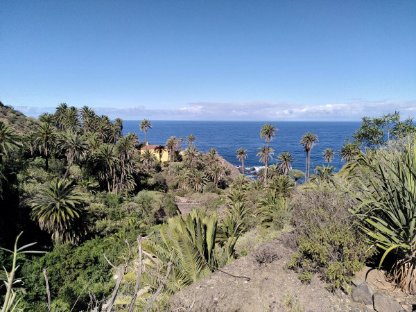 Palmen mit Meer im Hintergrund auf Teneriffa
