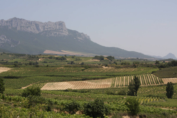 Weinberge im Rioja