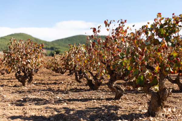 Weinberge in Bullas, Bodega Balcona