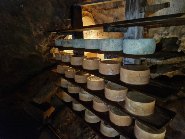 Cabrales reift auf Regalen in einer Höhle