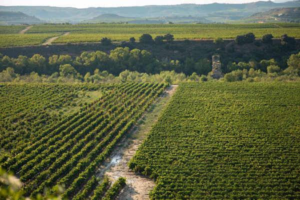 Rioja, Weinberge
