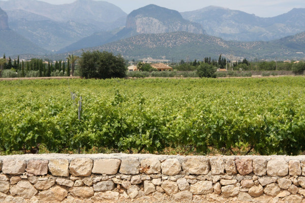 Binissalem Tramuntana 2