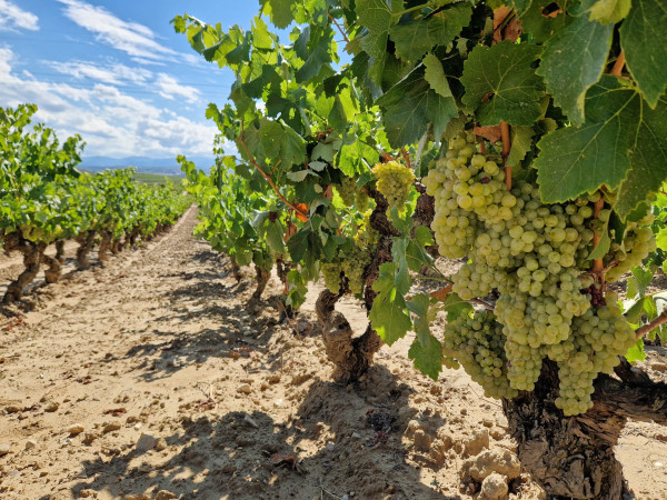 Viura Rebsorte Rioja