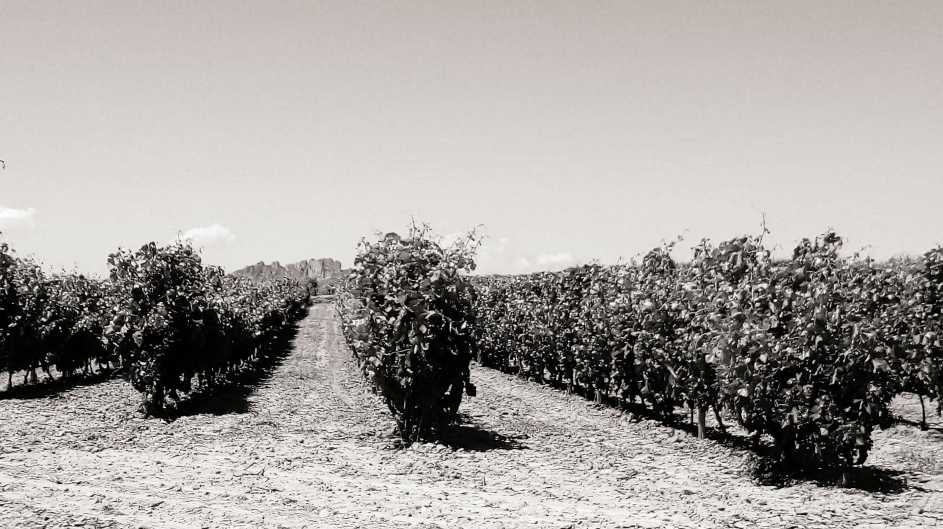 Weinberge in Rioja Alta mit Berg im Hintergrund