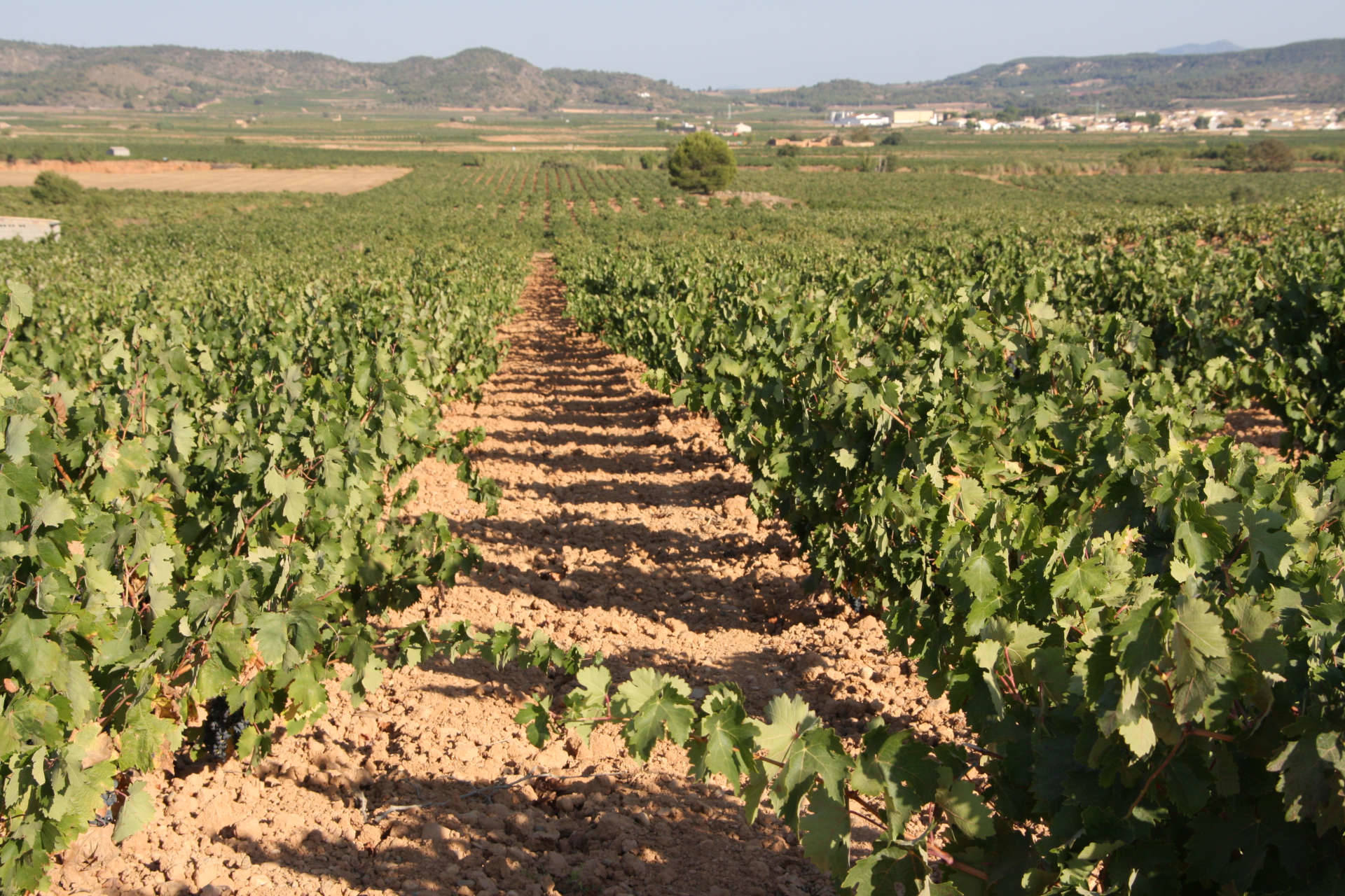 Blick auf Weinberge im valencianischen Weinbaugebiet Requena