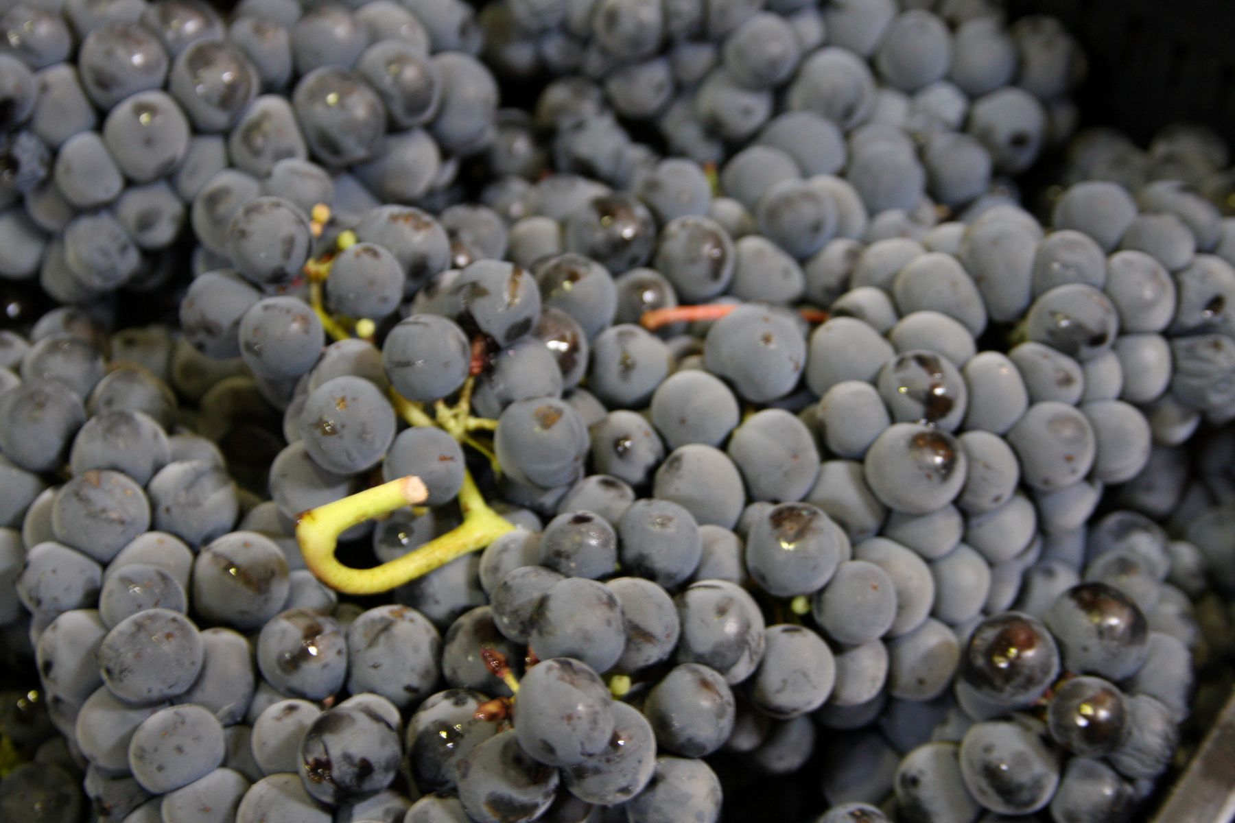 Rioja Lese 2026